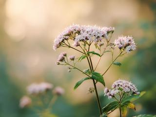 Die Pflanze in Blüte