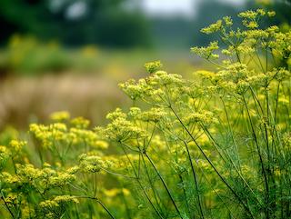 Die Foeniculum vulgare, pur und in voller Entfaltung