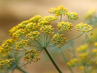 Die Pflanze in Blüte