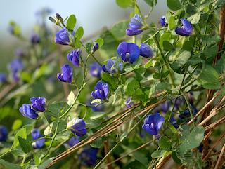 De Clitoria ternatea, puur en in volle groei