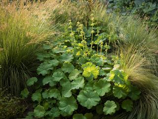 De Alchemilla vulgaris, puur en in volle groei