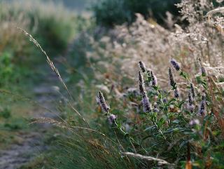 Die Plantago lanceolata, pur und in voller Entfaltung