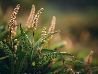 Die Pflanze in Blüte