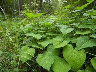 De Dioscorea villosa, puur en in volle groei