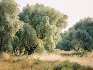 De Salix alba, puur en in volle groei