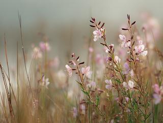 Die Epilobium parviflorfum, pur und in voller Entfaltung