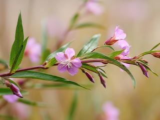 Die Pflanze in Blüte