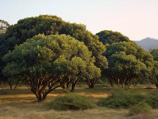 De Ilex paraguariensis, puur en in volle groei