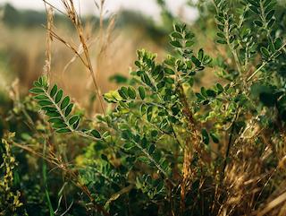 Die Glycyrrhiza glabra, pur und in voller Entfaltung