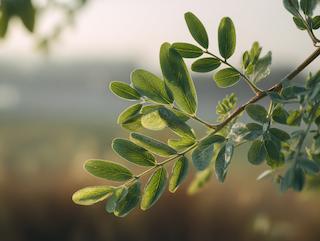 Die Pflanze in Blüte