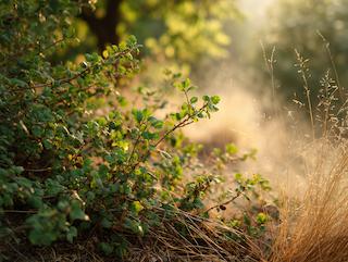Die Ribes nigrum, pur und in voller Entfaltung