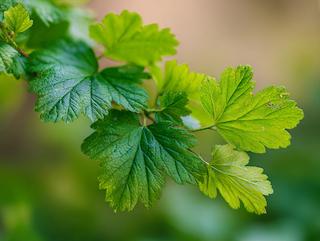 Die Pflanze in Blüte