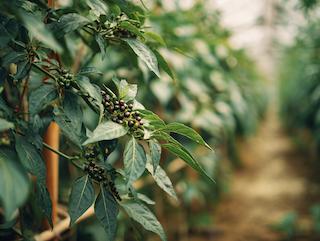 Die Piper nigrum, pur und in voller Entfaltung