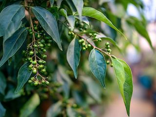 Die Pflanze in Blüte