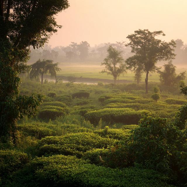 Assam, India