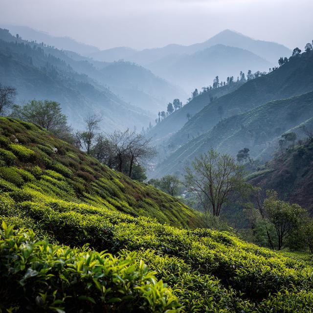 Darjeeling, India